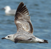 Larus armenicus